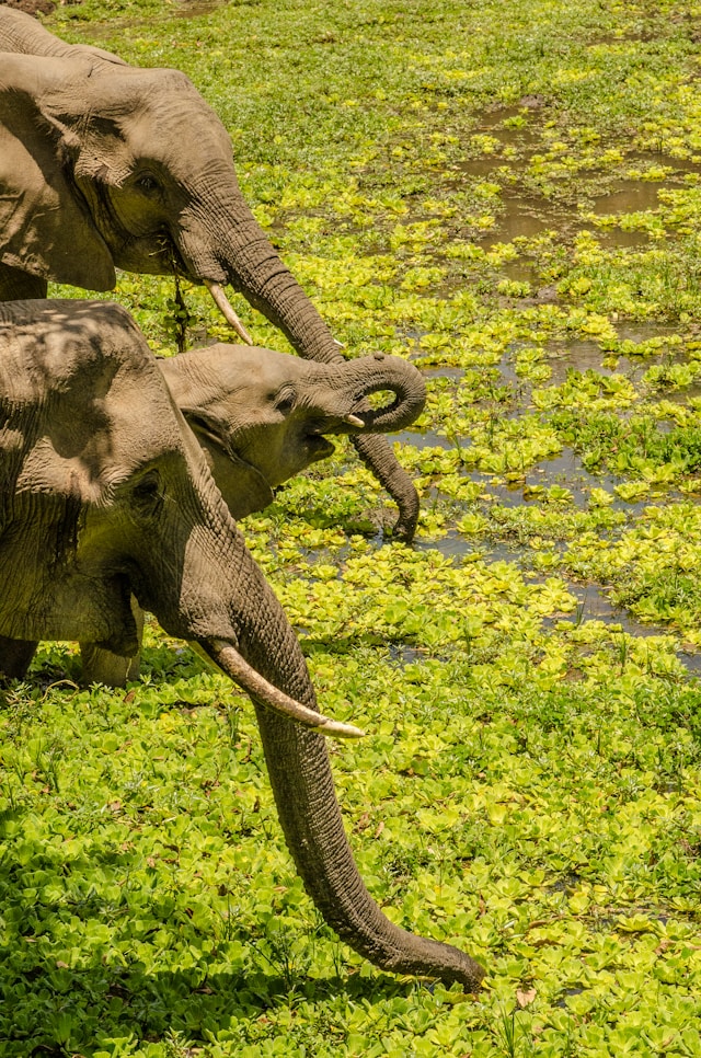 Zambia Elephants by Lake